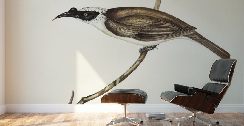 Silvery-crowned Friar Bird Tropidorhynchus argenticeps illustrated by Elizabeth Gould 1804–1841 for John Gould’s 1804-1881 Birds of Australia  Wall Murals