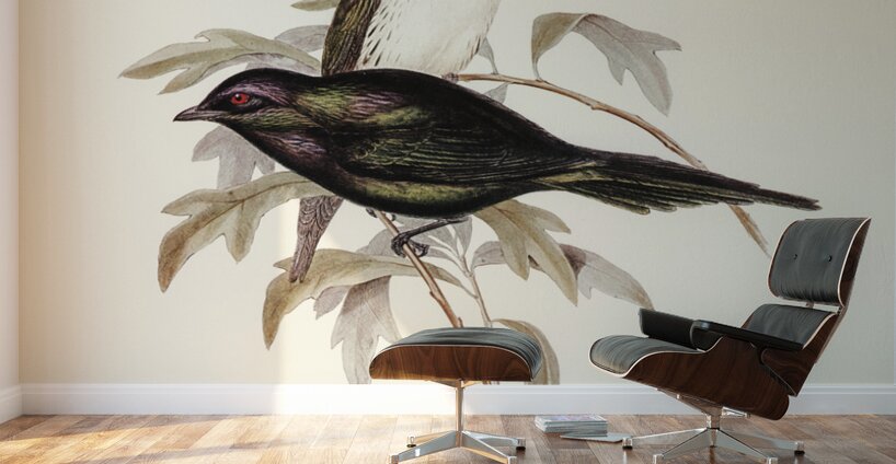 Shining starling Aplonis metallica illustrated by Elizabeth Gould 1804–1841 for John Gould’s 1804-1881 Birds of Australia  Wall Murals
