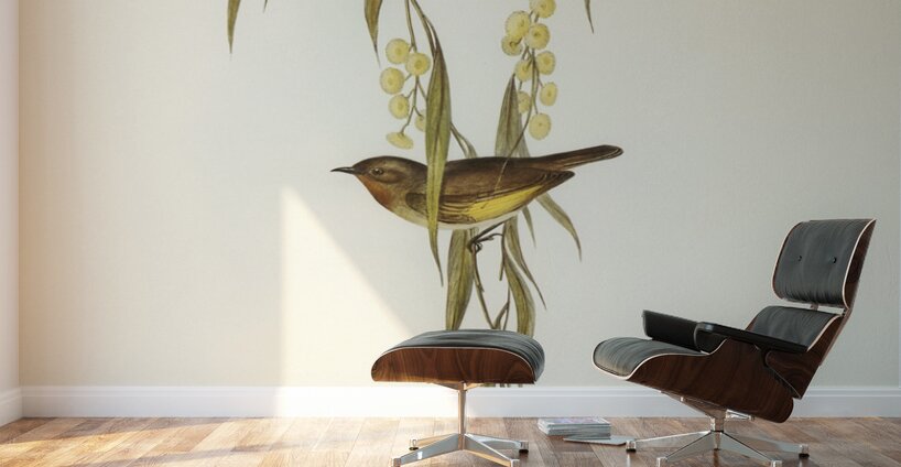 Red-throated Honey-eater Entomophila rufogularis illustrated by Elizabeth Gould 1804–1841 for John Gould’s 1804-1881 Birds of Australia  Wall Murals