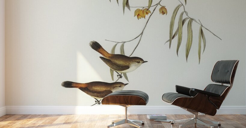 Chestnut-rumped Acanthiza Acanthiza uropygialis illustrated by Elizabeth Gould 1804–1841 for John Gould’s 1804-1881 Birds of Australia  Wall Murals