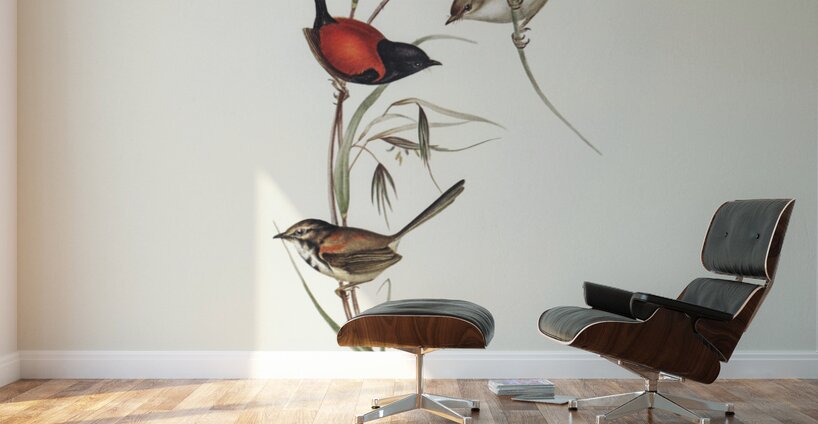 Black-headed Wren Malurus melanocephalus illustrated by Elizabeth Gould 1804–1841 for John Gould’s 1804-1881 Birds of Australia  Wall Murals