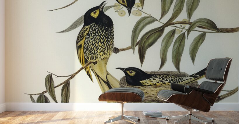 Warty-faced Honey-eater Zanthomyza Phrygia illustrated by Elizabeth Gould 1804–1841 for John Gould’s 1804-1881 Birds of Australia  Wall Murals