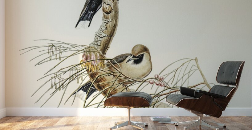 Black-faced Wood-Swallow Artamus melanops illustrated by Elizabeth Gould 1804–1841 for John Gould’s 1804-1881 Birds of Australia  Wall Murals