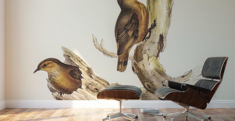 Rufous Tree-Creeper Climacteris rufa illustrated by Elizabeth Gould 1804–1841 for John Gould’s 1804-1881 Birds of Australia  Wall Murals