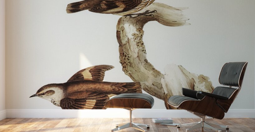 Brown Tree-Creeper Climacteris scandens illustrated by Elizabeth Gould 1804–1841 for John Gould’s 1804-1881 Birds of Australia  Wall Murals