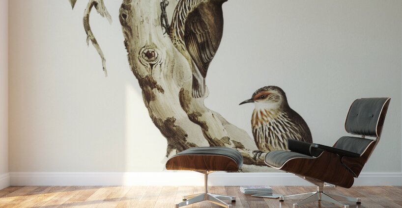 Red-eyebrowed Tree-Creeper Climacteris crythrops illustrated by Elizabeth Gould 1804–1841 for John Gould’s 1804-1881 Birds of Australia  Wall Murals