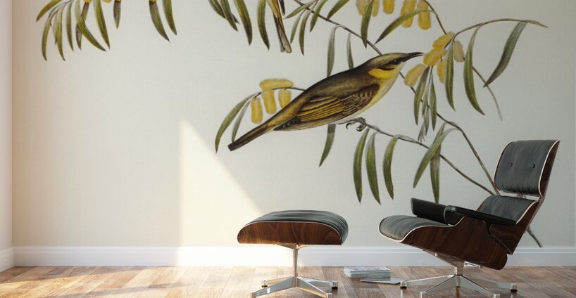 Plumed Honey-eater Ptilotis plumulus illustrated by Elizabeth Gould 1804–1841 for John Gould’s 1804-1881 Birds of Australia  Wall Murals