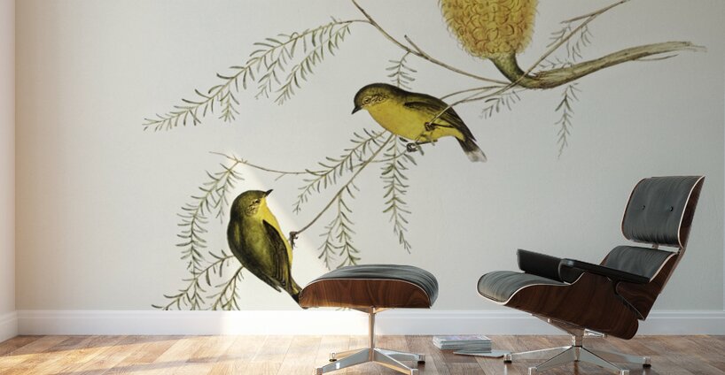 Little Acanthiza Acanthiza nana illustrated by Elizabeth Gould 1804–1841 for John Gould’s 1804-1881 Birds of Australia  Wall Murals