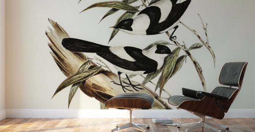 Kaups Flycatcher Arses Kaupi illustrated by Elizabeth Gould 1804–1841 for John Gould’s 1804-1881 Birds of Australia  Wall Murals