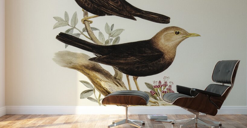 Grey-headed Blackbird Merula poliocephala illustrated by Elizabeth Gould 1804–1841 for John Gould’s 1804-1881 Birds of Australia  Wall Murals