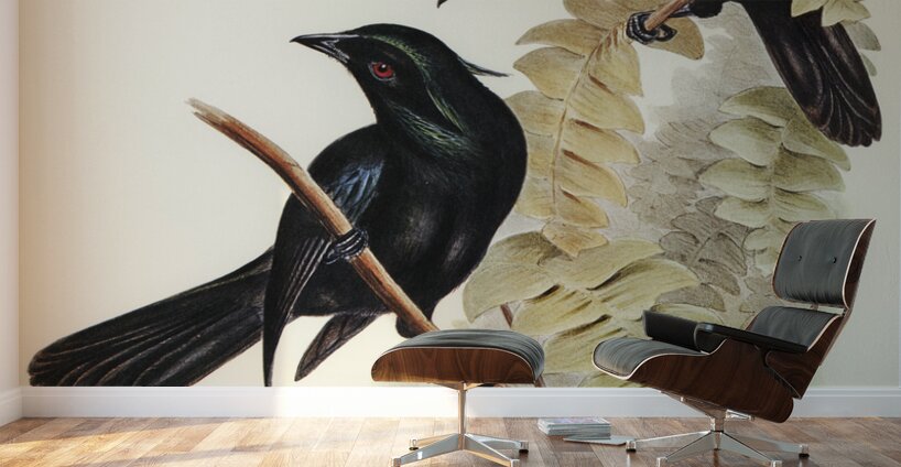 Keraudrens Crow-Shrike Manucodia Keraudreni illustrated by Elizabeth Gould 1804–1841 for John Gould’s 1804-1881 Birds of Australia  Wall Murals