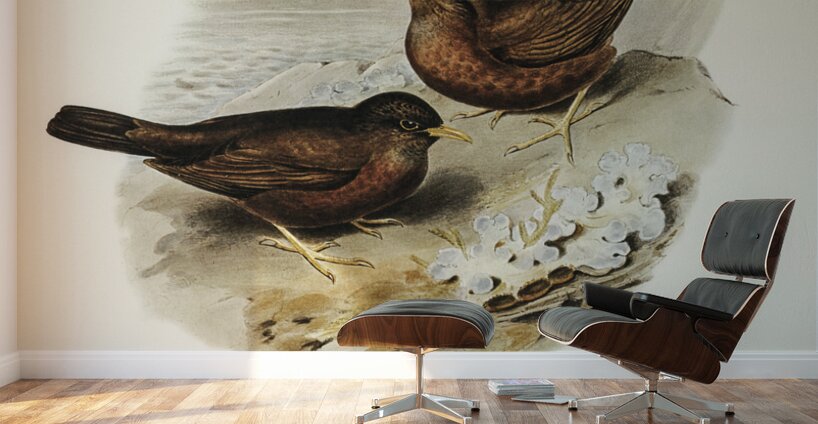 Vinous-tinted Blackbird Merula vinitincta illustrated by Elizabeth Gould 1804–1841 for John Gould’s 1804-1881 Birds of Australia  Wall Murals