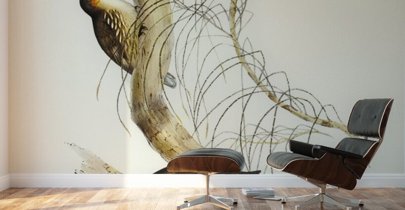 Robust Zosterops Zosterops strenuus illustrated by Elizabeth Gould 1804–1841 for John Gould’s 1804-1881 Birds of Australia  Wall Murals