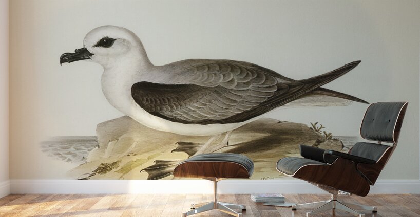 White-headed Petrel Procellaria Lessonii illustrated by Elizabeth Gould 1804–1841 for John Gould’s 1804-1881 Birds of Australia  Wall Murals