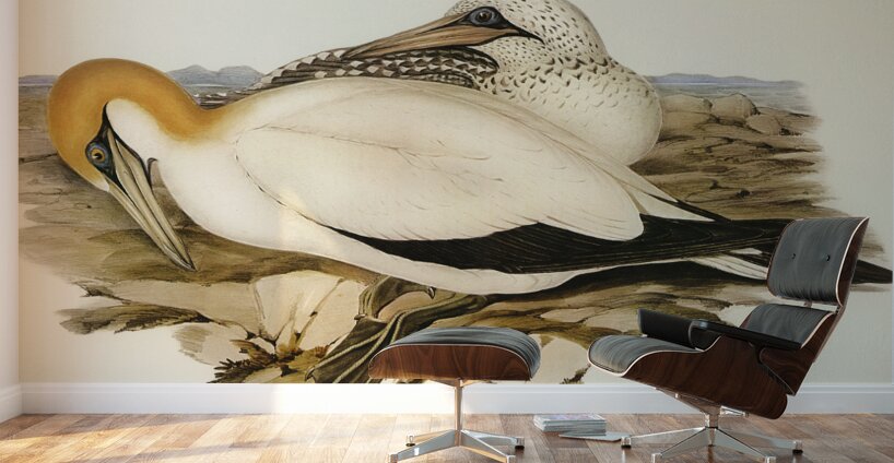 Australian Gannet Sula Australis illustrated by Elizabeth Gould 1804–1841 for John Gould’s 1804-1881 Birds of Australia  Wall Murals