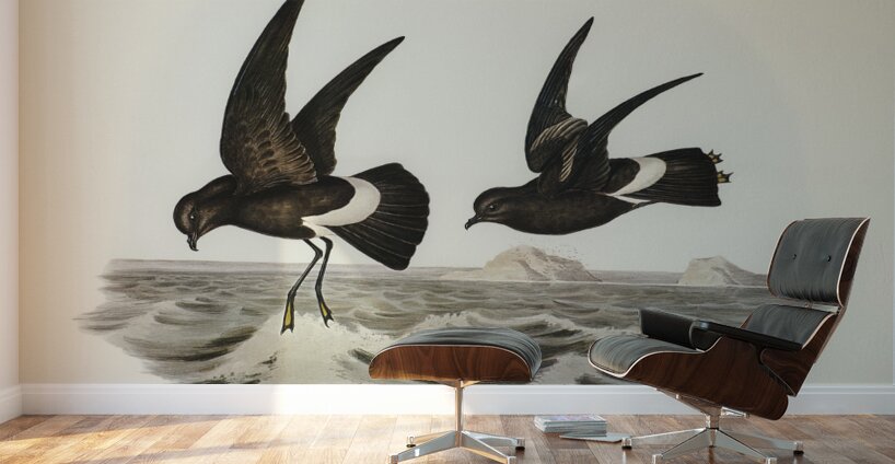 Wilsons Storm Petrel Thalassidroma Wilsonii illustrated by Elizabeth Gould 1804–1841 for John Gould’s 1804-1881 Birds of Australia  Wall Murals