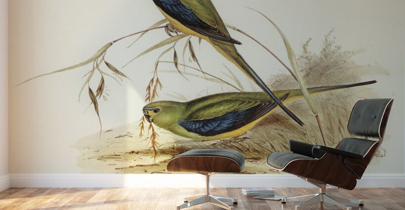 Ewings Fruit Pigeon Ptilinopus Ewingii illustrated by Elizabeth Gould 1804–1841 for John Gould’s 1804-1881 Birds of Australia  Wall Murals