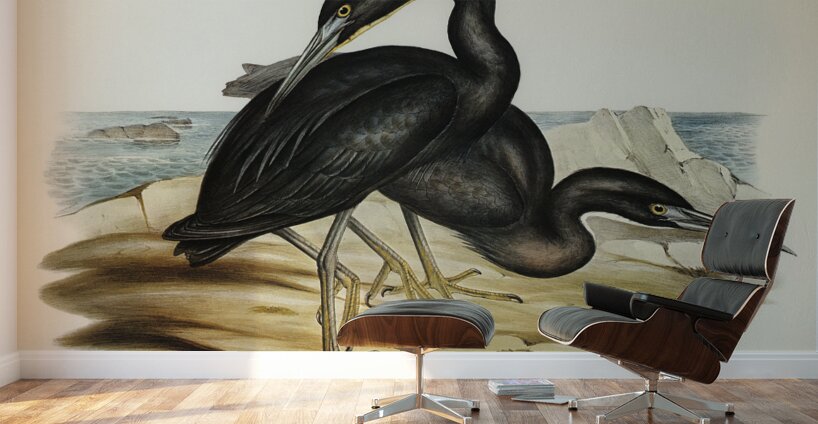 Blue Reef Heron Herodias jugularis illustrated by Elizabeth Gould 1804–1841 for John Gould’s 1804-1881 Birds of Australia  Wall Murals