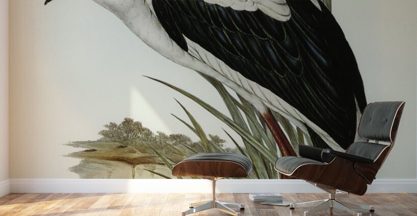 Australian Mycteria Mycteria Australis illustrated by Elizabeth Gould 1804–1841 for John Gould’s 1804-1881 Birds of Australia  Wall Murals