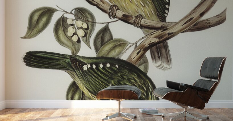 Cat Bird Ptilonorhynchus Smithii illustrated by Elizabeth Gould 1804–1841 for John Gould’s 1804-1881 Birds of Australia  Wall Murals