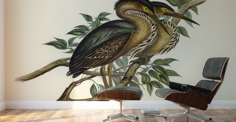 Thick-billed Green Bittern Ardetta macrorhyncha illustrated by Elizabeth Gould 1804–1841 for John Gould’s 1804-1881 Birds of Australia  Wall Murals