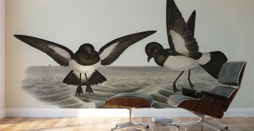 John Gould Birds of Australia 637 Wall Murals
