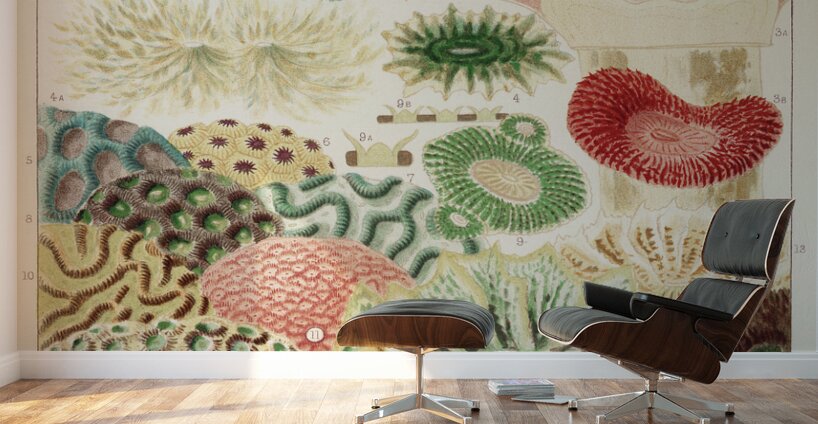 Great Barrier Reef Corals from The Great Barrier Reef of Australia 1893 by William Saville-Kent 1845-1908. Fig 1: Trachyphyllia amaraniusFig 2 : Caulastroea DistortaFig 3 : Mussa CorymbosaFig 4 : Mussa MultilobataFig 5 : PrionastroeaFig 6 : Favia Bo Wall Murals