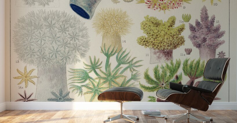 Barrier Reef Anemones from The Great Barrier Reef of Australia 1893 by William Saville-Kent 1845-1908.  Wall Murals