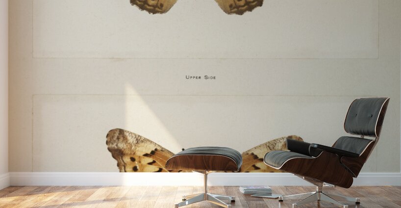 Variegated Fritillary Euptoieta Claudia from Moths and butterflies of the United States 1900 by Sherman F. Denton 1856-1937.  Wall Murals