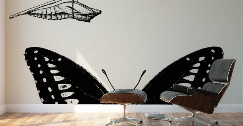 Metamorphosis of Papilio Butterfly from Moths and butterflies of the United States 1900 by Sherman F. Denton 1856-1937.  Wall Murals
