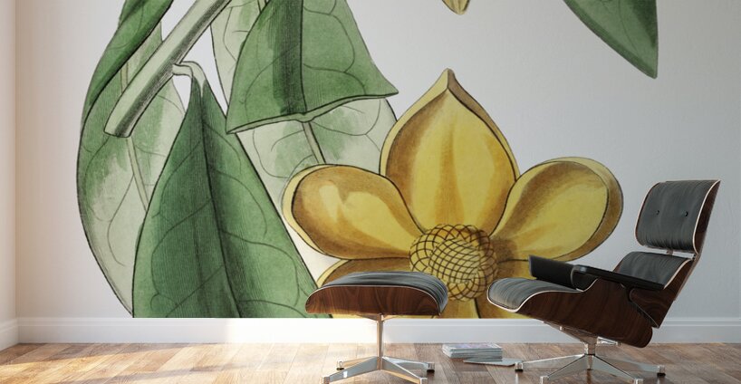 Laurel-leaved custard apple from Edwards Botanical Register 1829-1847  by Sydenham Edwards John Lindley and James Ridgway. Wall Murals