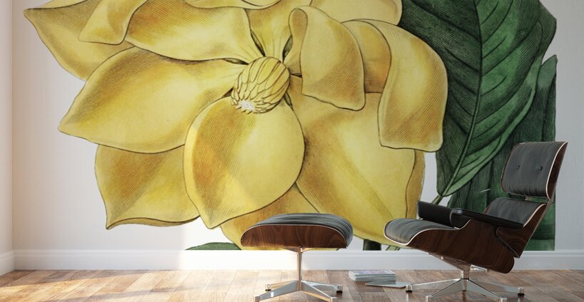 De Candolles talaum tree from Edwards Botanical Register 1829-1847  by Sydenham Edwards John Lindley and James Ridgway. Wall Murals