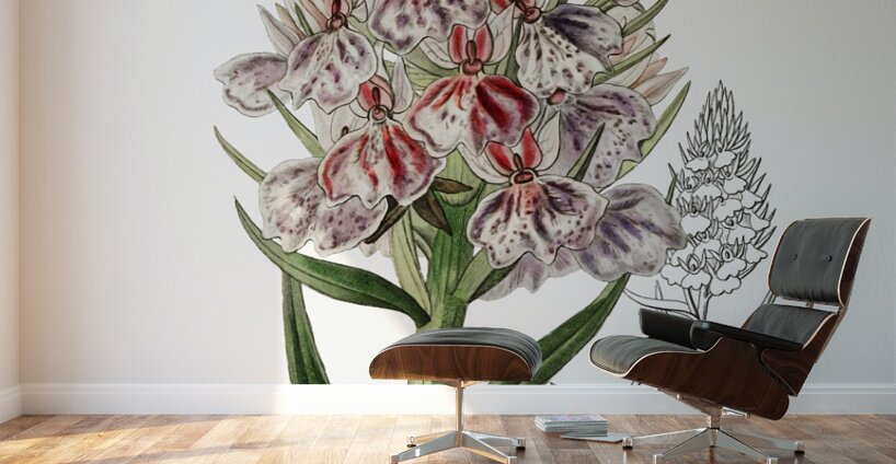 Leafy spiked orchis from Edwards Botanical Register 1829-1847  by Sydenham Edwards John Lindley and James Ridgway. Wall Murals