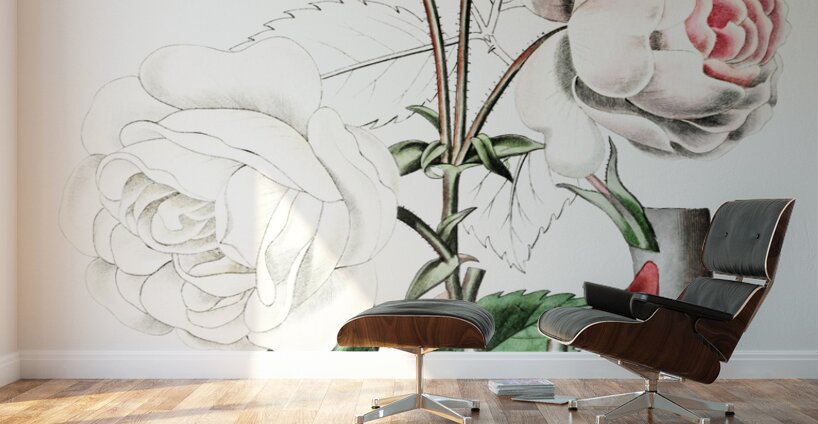 The ruga rose from Edwards Botanical Register 1829-1847  by Sydenham Edwards John Lindley and James Ridgway. Wall Murals