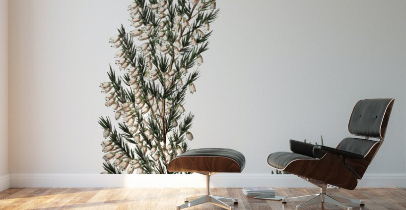 Bell-bearing heath from Edwards Botanical Register 1829-1847  by Sydenham Edwards John Lindley and James Ridgway. Wall Murals