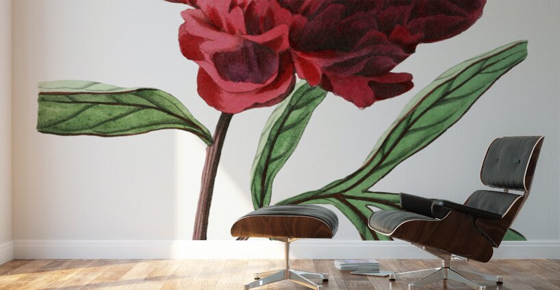 Potts Chinese peony from Edwards Botanical Register 1829-1847  by Sydenham Edwards John Lindley and James Ridgway. Wall Murals