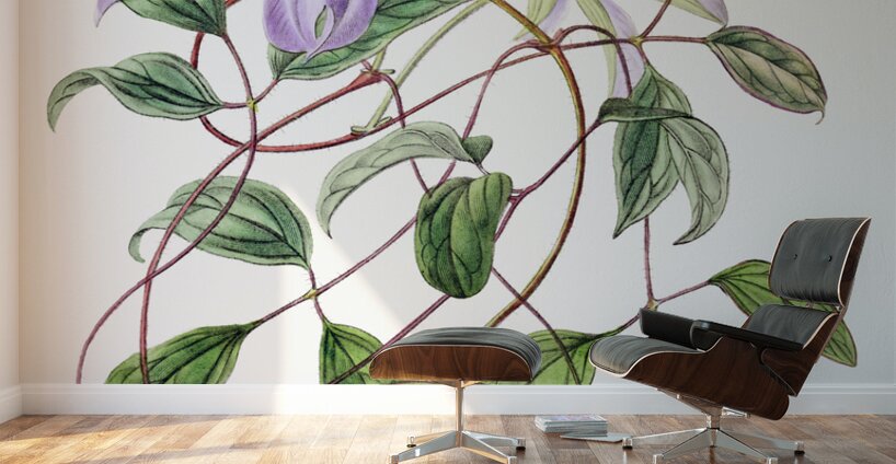 Violet clematis flower from Edwards Botanical Register 1829-1847  by Sydenham Edwards John Lindley and James Ridgway. Wall Murals