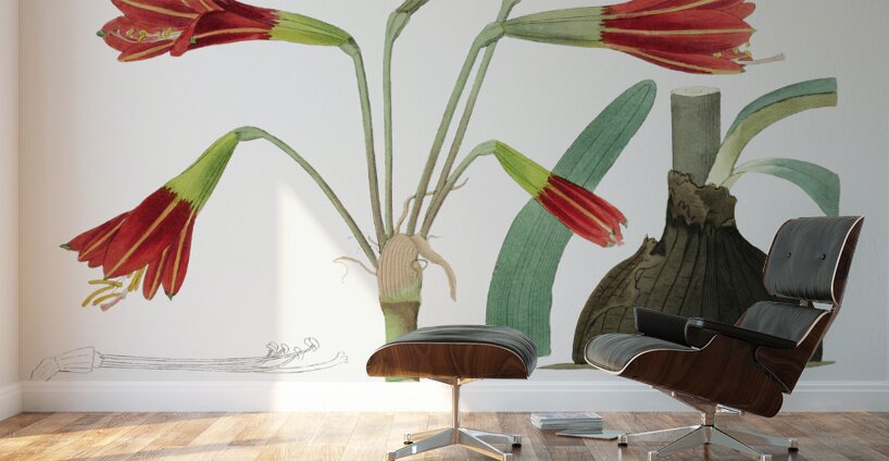 Habranthus phycelloides from Edwards Botanical Register 1829-1847  by Sydenham Edwards John Lindley and James Ridgway. Wall Murals