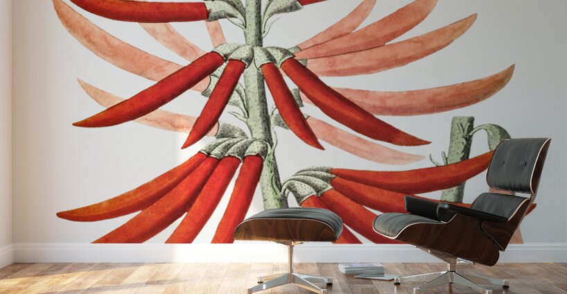 Naked-flowering Erythrina from Edwards Botanical Register 1829-1847  by Sydenham Edwards John Lindley and James Ridgway. Wall Murals