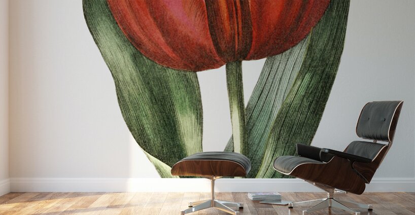 Gesners tulip from Edwards Botanical Register 1829-1847  by Sydenham Edwards John Lindley and James Ridgway. Wall Murals