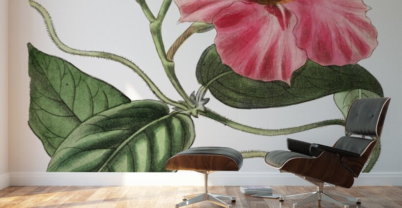 Knob-jointed dipladenia from Edwards Botanical Register 1829-1847  by Sydenham Edwards John Lindley and James Ridgway. Wall Murals