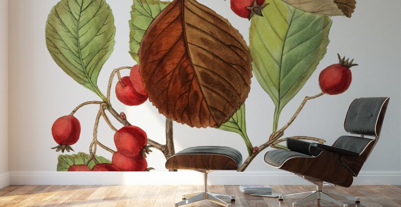 Plum leaved thorn from Edwards Botanical Register 1829-1847  by Sydenham Edwards John Lindley and James Ridgway. Wall Murals