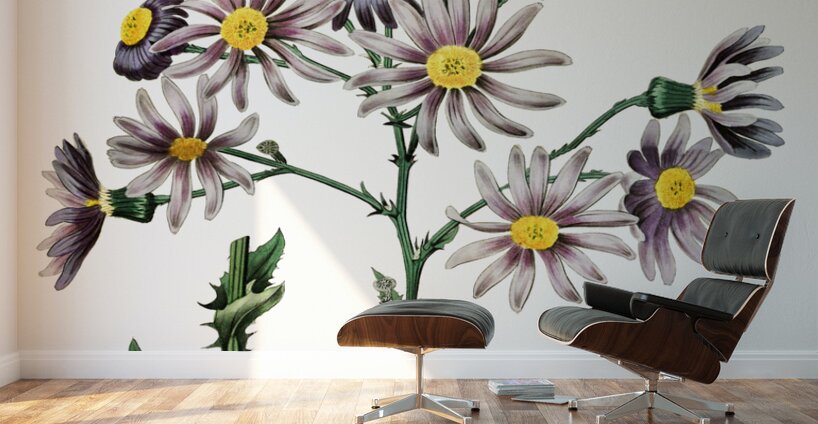 Lilac senecio from Edwards Botanical Register 1829-1847  by Sydenham Edwards John Lindley and James Ridgway. Wall Murals