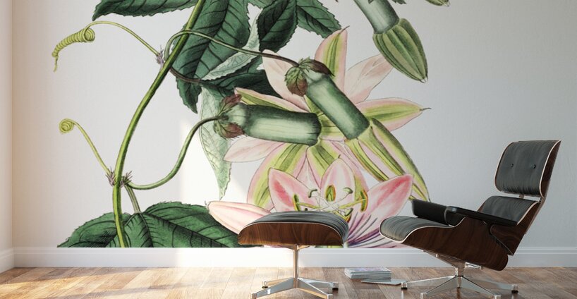 Mrs.Marryats tacsonia from Edwards Botanical Register 1829-1847  by Sydenham Edwards John Lindley and James Ridgway. Wall Murals