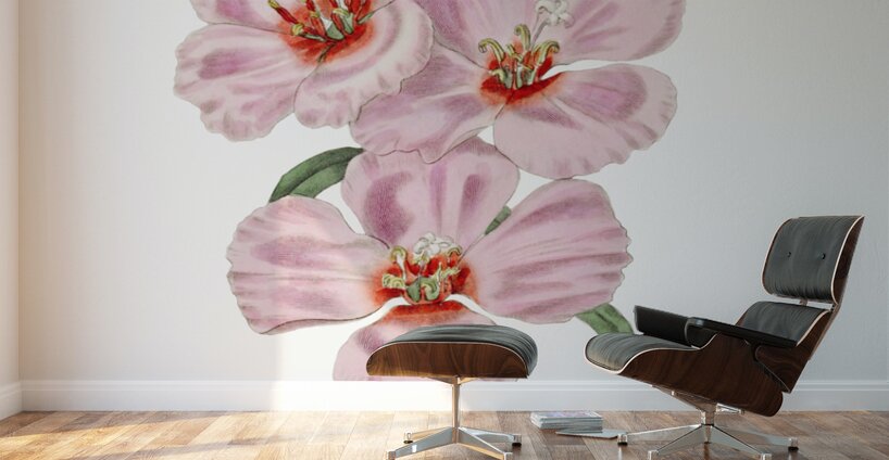 Ruddy godetia from Edwards Botanical Register 1829-1847  by Sydenham Edwards John Lindley and James Ridgway. Wall Murals