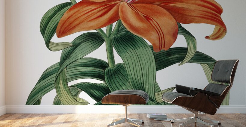 Thunbergs orange lily from Edwards Botanical Register 1829-1847  by Sydenham Edwards John Lindley and James Ridgway. Wall Murals