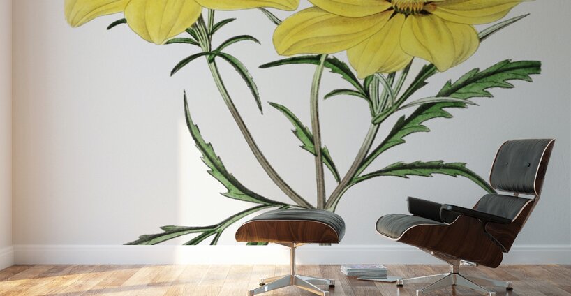Golden coreopsis from Edwards Botanical Register 1829-1847  by Sydenham Edwards John Lindley and James Ridgway. Wall Murals