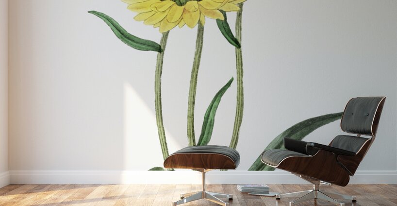 Two-coloured Helichrysum from Edwards Botanical Register 1829-1847  by Sydenham Edwards John Lindley and James Ridgway. Wall Murals