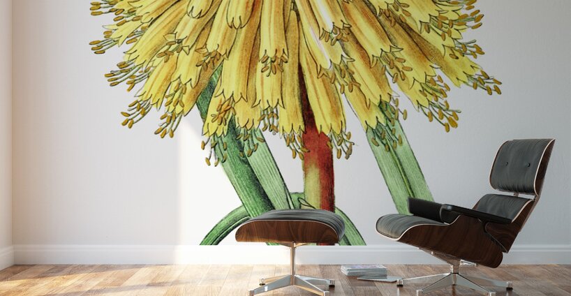 Burchells tritoma from Edwards Botanical Register 1829-1847  by Sydenham Edwards John Lindley and James Ridgway. Wall Murals