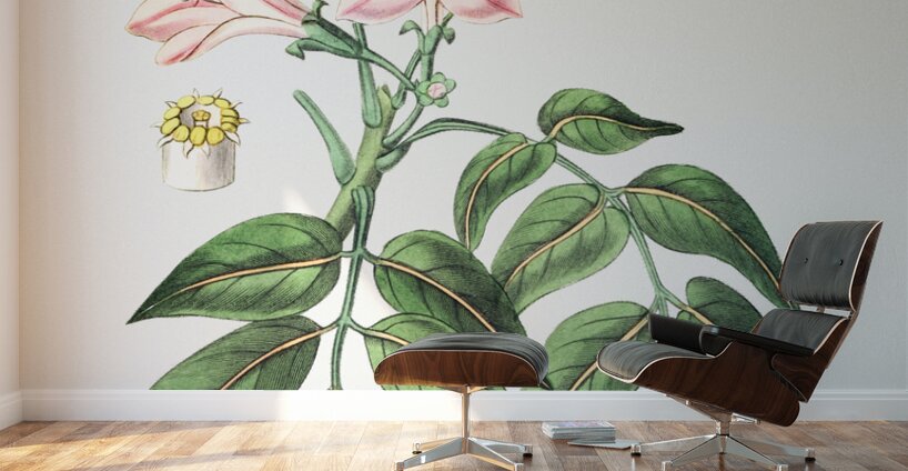 Pink Turraea pinnata from Edwards Botanical Register 1829-1847  by Sydenham Edwards John Lindley and James Ridgway. Wall Murals